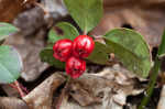 Eastern teaberry <BR>Wintergreen